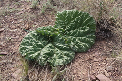 Rheum tataricum