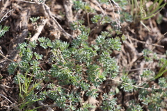 Thalictrum isopyroides