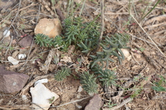 Pseudosedum lievenii