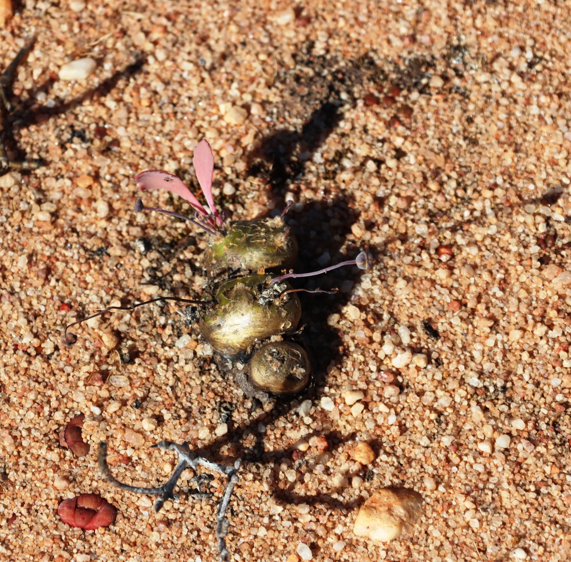 Crassothonna cacalioides
