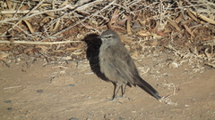 Cercotrichas coryphoeus coryphoeus