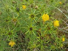 Berkheya pinnatifida ingrata
