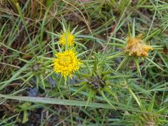 Berkheya pinnatifida ingrata