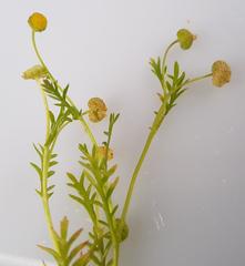 Cotula anthemoides