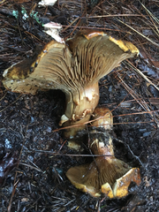 Cortinarius ponderosus
