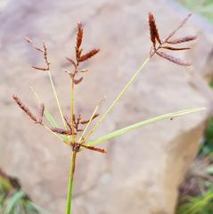 Cyperus longus