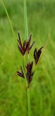 Cyperus longus