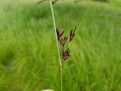 Cyperus longus