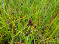 Cyperus teneristolon
