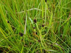Cyperus teneristolon