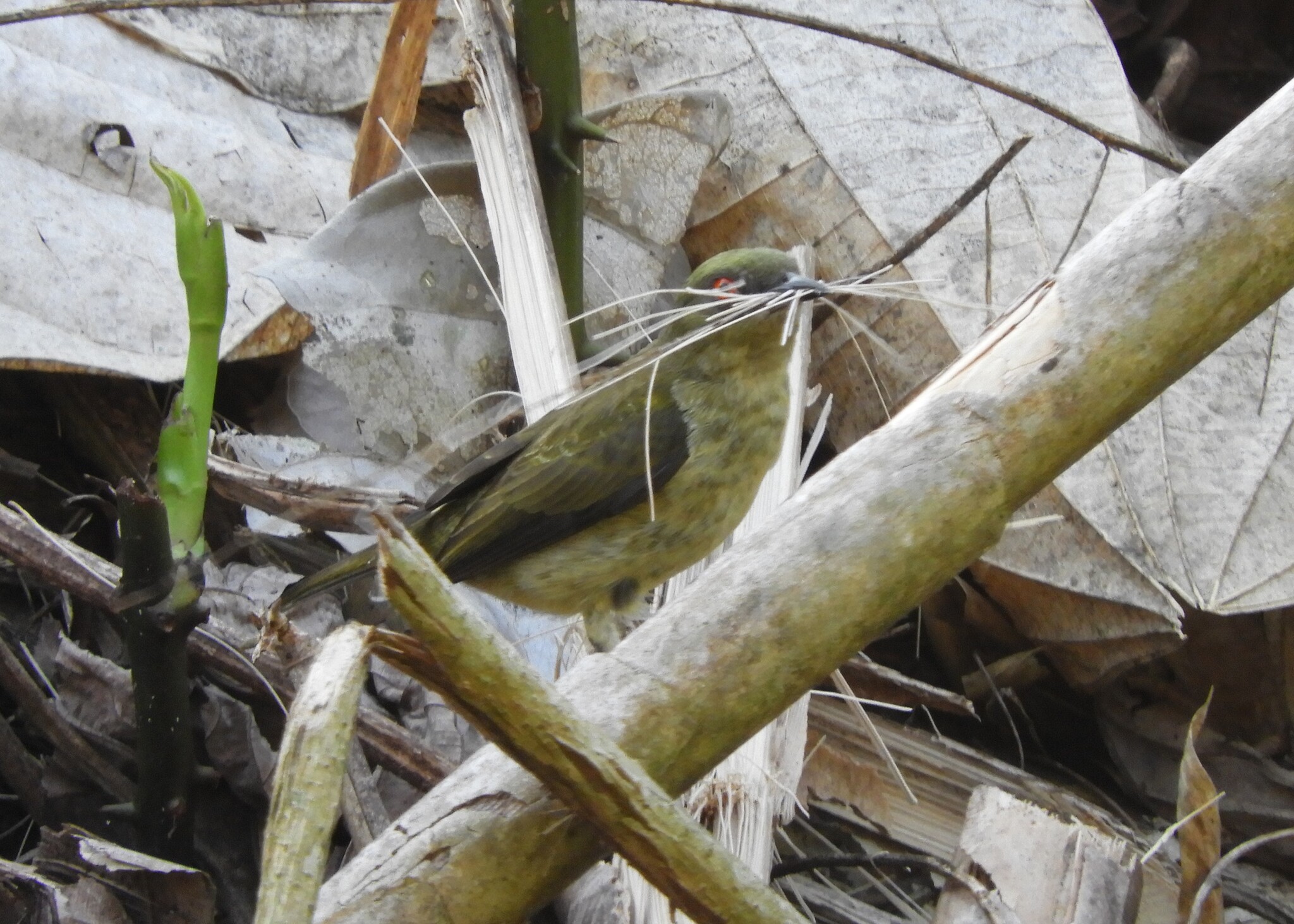 Yellow-bellied Dacnis (Dacnis flaviventer), photo 4