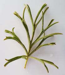 Geranium multisectum