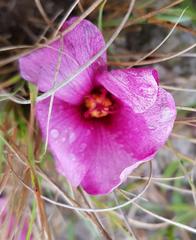 Hibiscus microcarpus