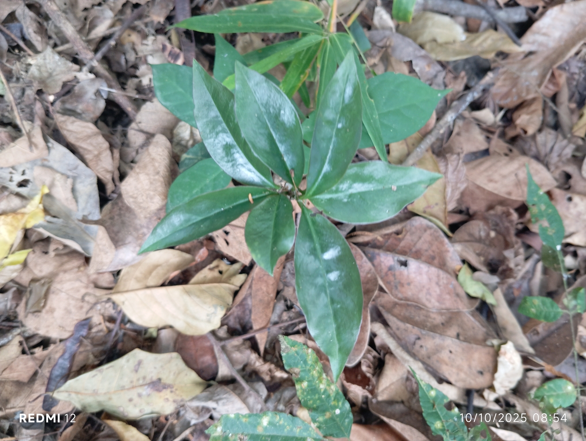 Pereskia aculeata