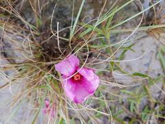 Hibiscus microcarpus