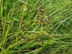 Juncus exsertus