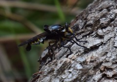 Blepharotes splendidissimus