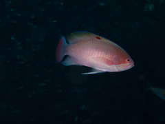 Pseudanthias hypselosoma