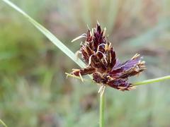 Cyperus semitrifidus