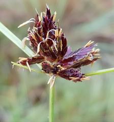 Cyperus semitrifidus