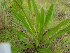 Senecio inornatus