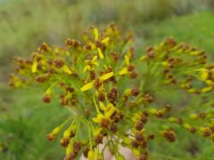Senecio inornatus