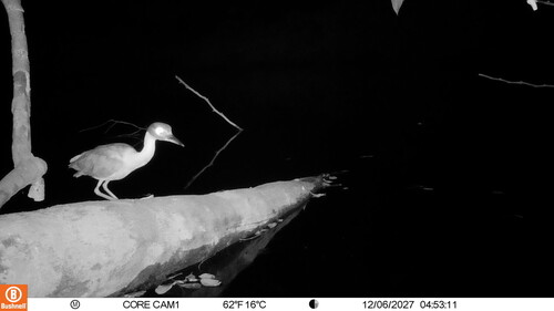 iNaturalist: (c) christiaandevries, some rights reserved (CC BY-NC) iNaturalist image