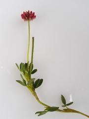 Trifolium africanum africanum