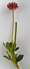 Trifolium africanum africanum