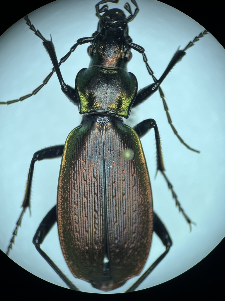 Carabus daphnis