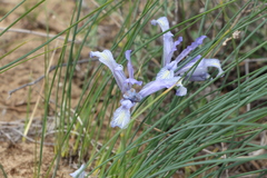 Iris tenuifolia