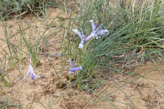 Iris tenuifolia