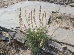 Reseda muricata
