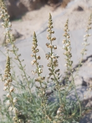 Reseda muricata