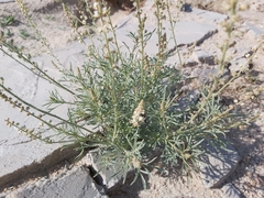 Reseda muricata