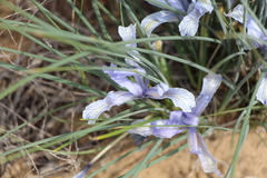 Iris tenuifolia