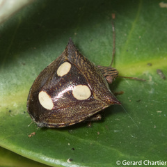 Paracritheus trimaculatus