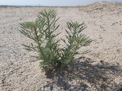 Reseda muricata