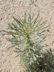Reseda muricata