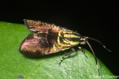 Saptha divitiosa