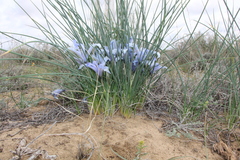 Iris tenuifolia