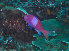 Pseudanthias pleurotaenia
