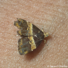 Choreutis basalis