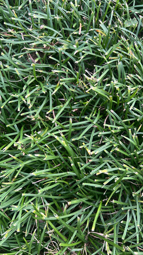 Ophiopogon japonicus