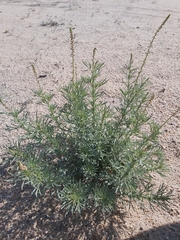 Reseda muricata