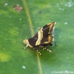 Choreutis basalis