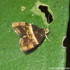 Choreutis argoxantha