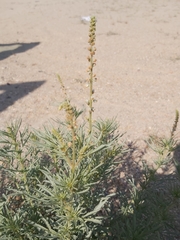 Reseda muricata