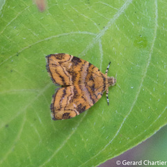 Choreutis trigoides