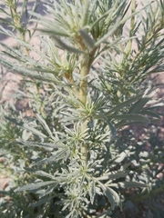 Reseda muricata